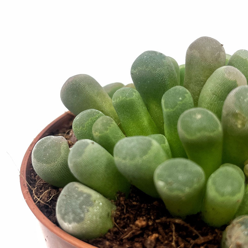 Frithia Pulchra Cactus Y Suculentas