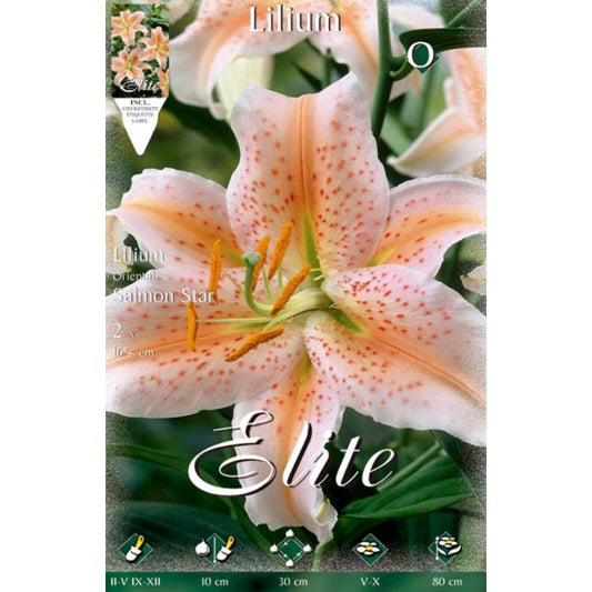 Bulbo Lilium Oriental salmón Star 2 ud
