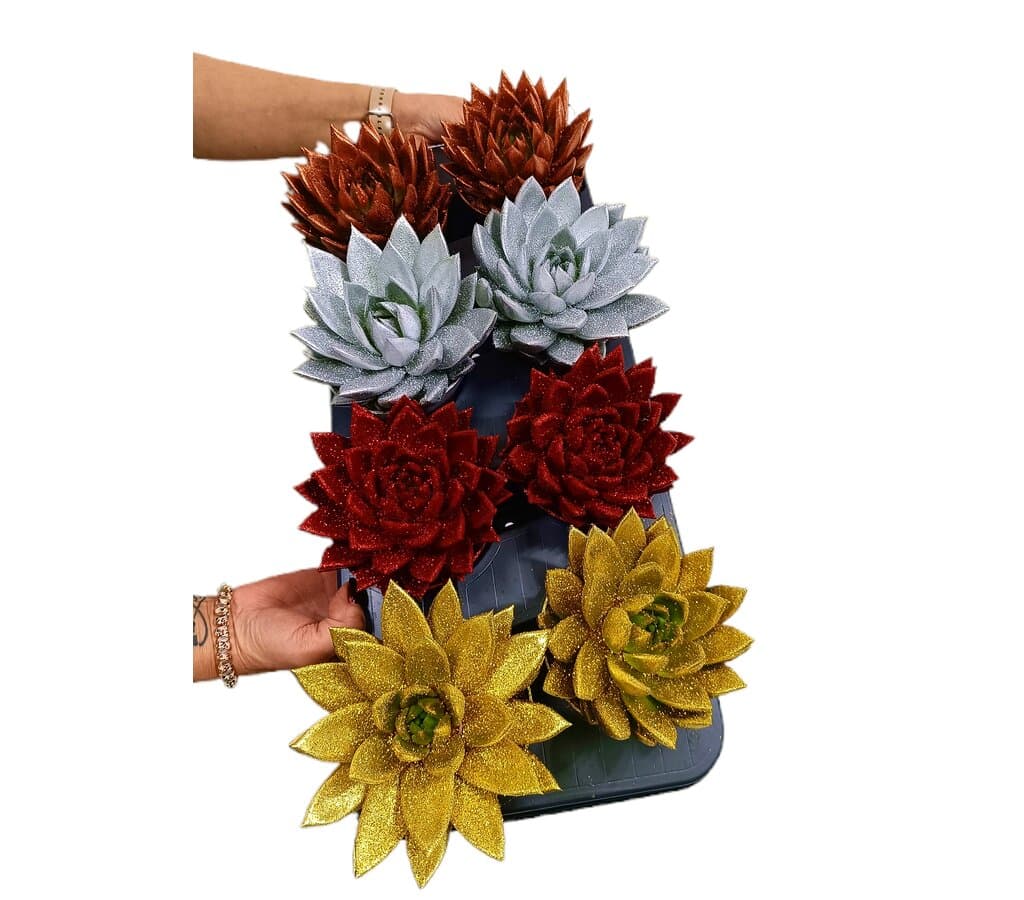 Echeveria Miranda Xmas M12_0