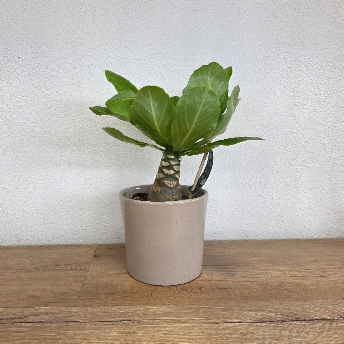 Palmera Hawaiana - Brighamia Insignis - Altura 25-35cm - ⌀12cm
