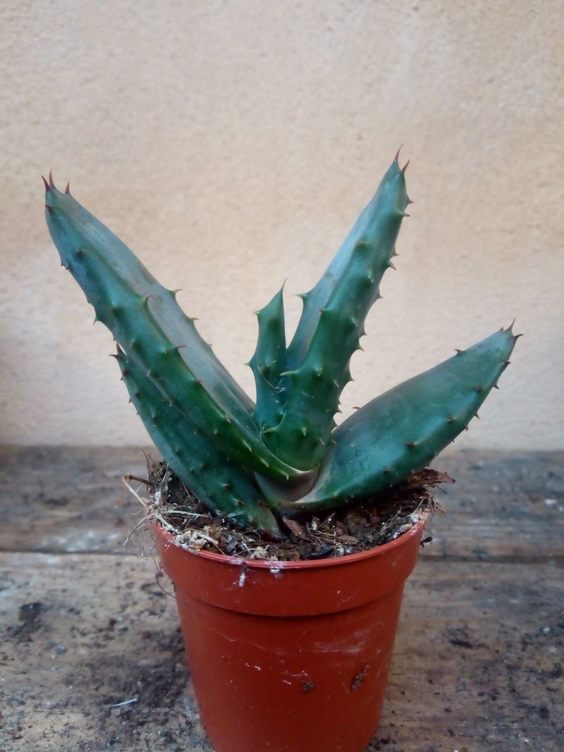 Aloe Sp No Id Planta Suculenta 3-5 Cms_0