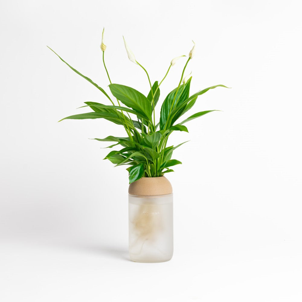 Macetero Transparente Citysens Con Planta Y Soporte De Pino – Blanco Matizado, Vidrio Reutilizado Y Biofilamento 3d