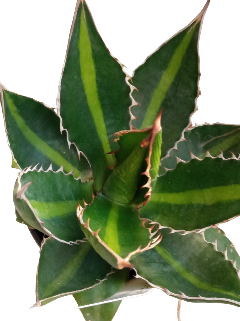 Agave Univitatta Splendida Planta Suculenta Joven De Sol Ø8 Cm