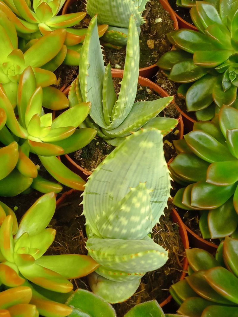 Suculentas Y Cactus Variedad #12 Planta Sin Id