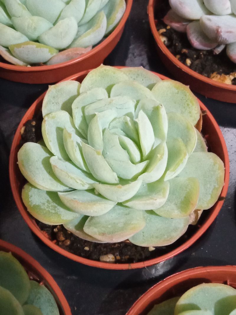 Echeveria Gilva X Laui Planta Suculenta
