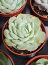 Echeveria Gilva X Laui Planta Suculenta