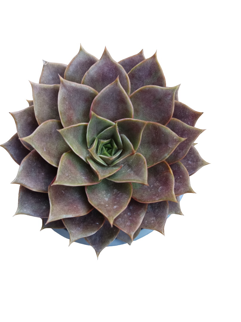 Echeveria Impi Planta Suculenta De Sol Roja Grande Ø13