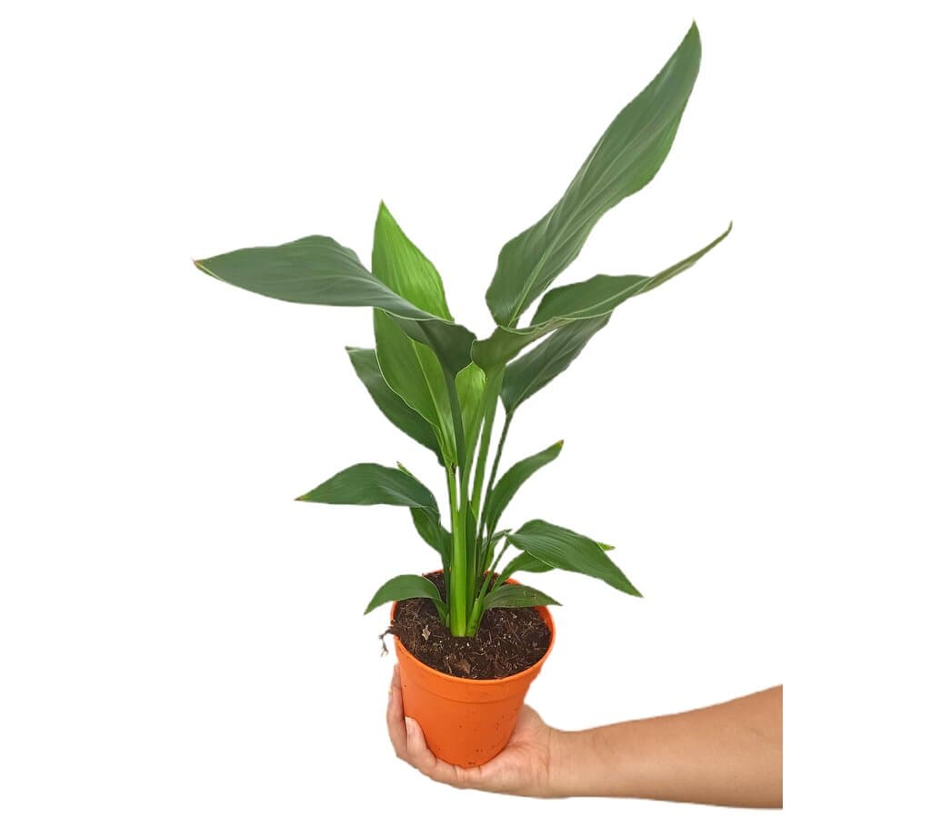 Strelitzia Regina M13 35cm (ave Del Paraíso)_1