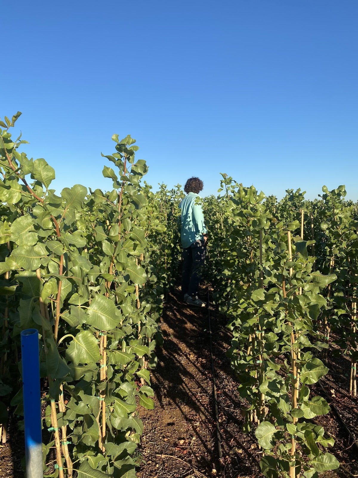 Pistacho Macho Peter (ucb) 60cm Maceta_2