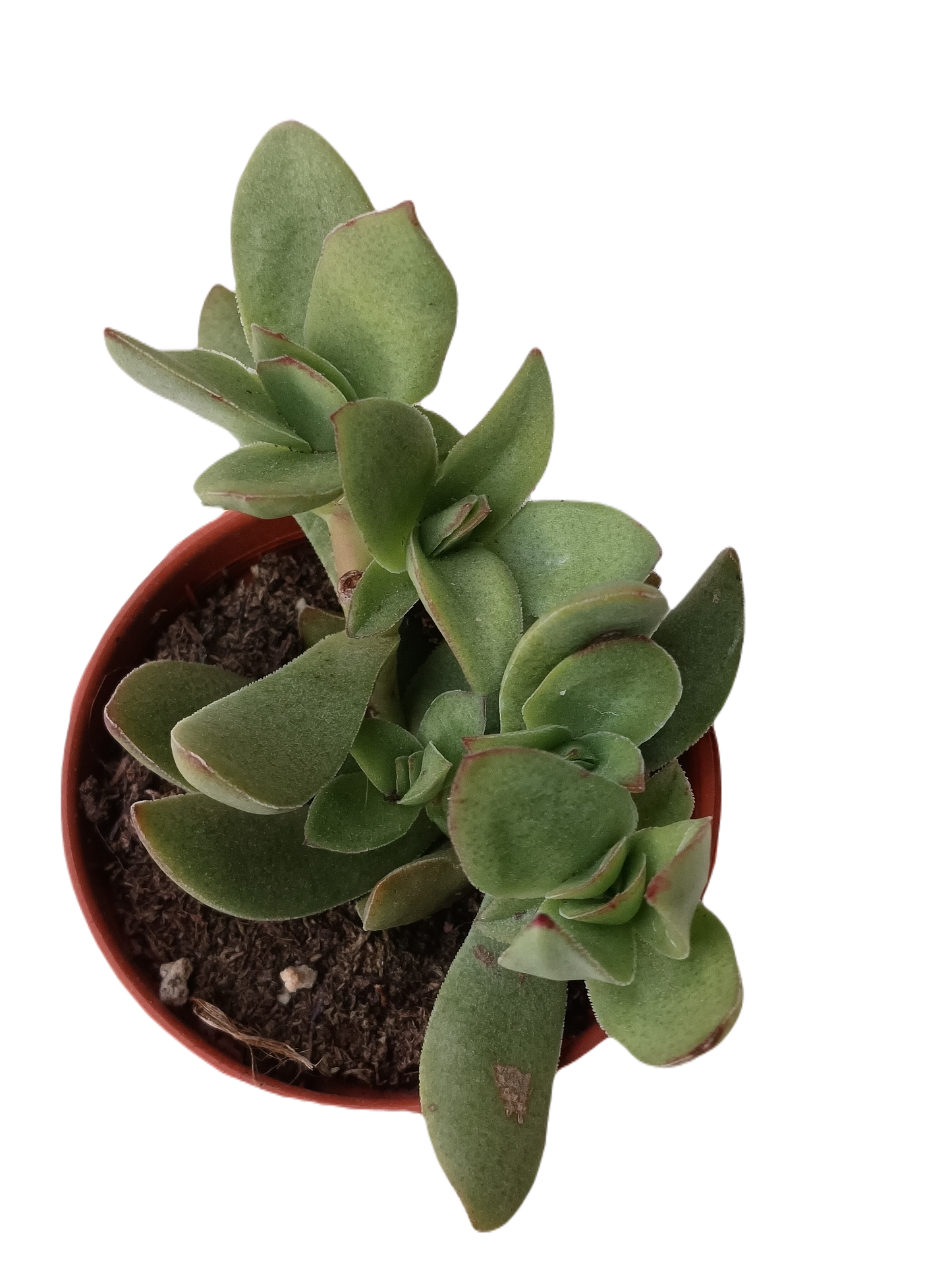 Crassula Platyphylla Planta Suculenta De La Suerte