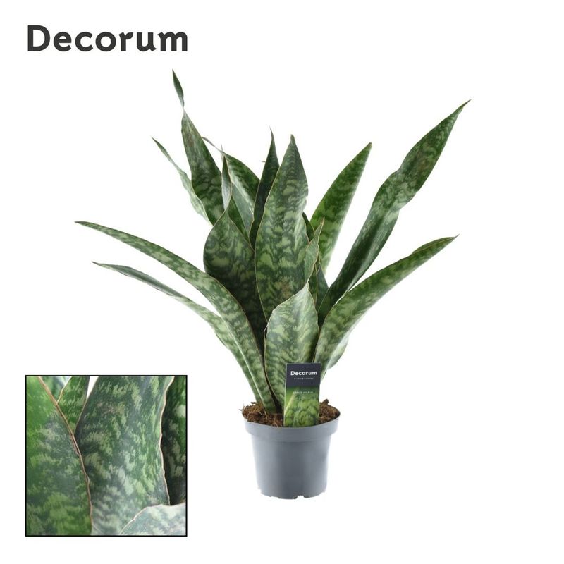 Sansevieria Dragon Planta De Interior Puricadora_0