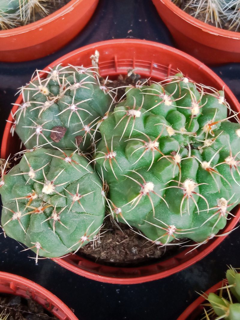Plantas Suculentas Y Cactus A Elegir Ø5 Cm #ref26