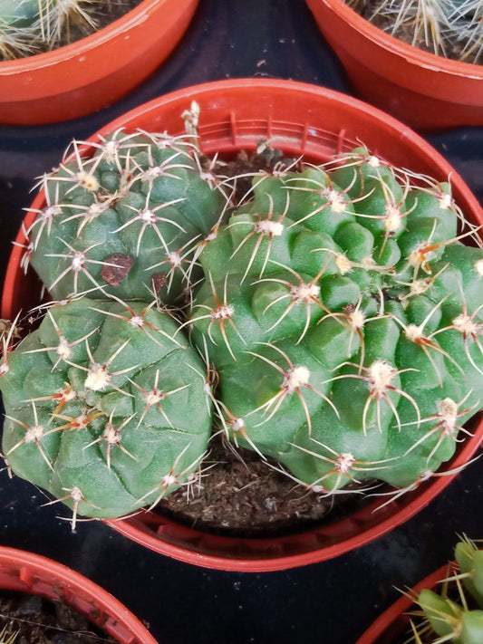 Plantas Suculentas Y Cactus A Elegir Ø5 Cm #ref26