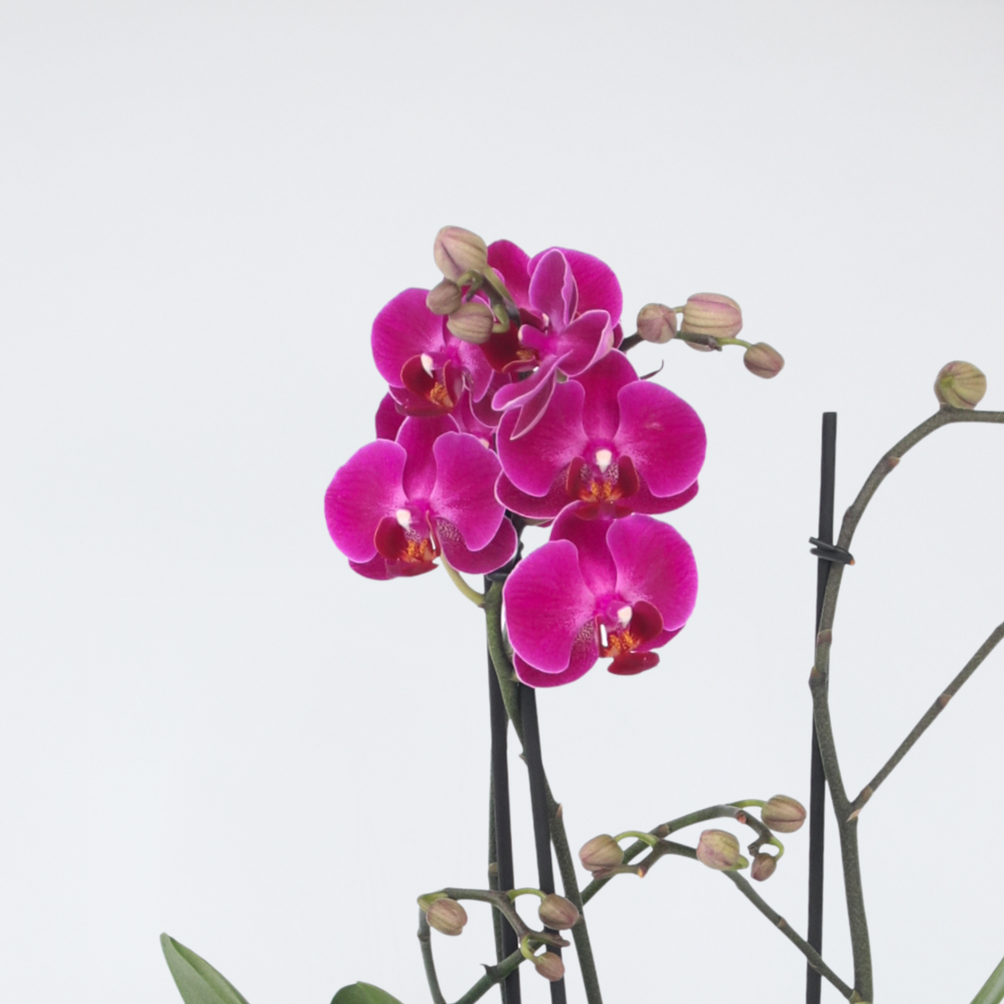 Orqídea Phalaenopsis - Phalaenopsis Multiflora - Altura 35-45cm - ⌀12cm