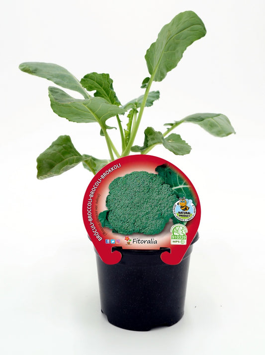 Plantón Brócoli Verde En Maceta 10,5 Cm. Natural - Fitoralia