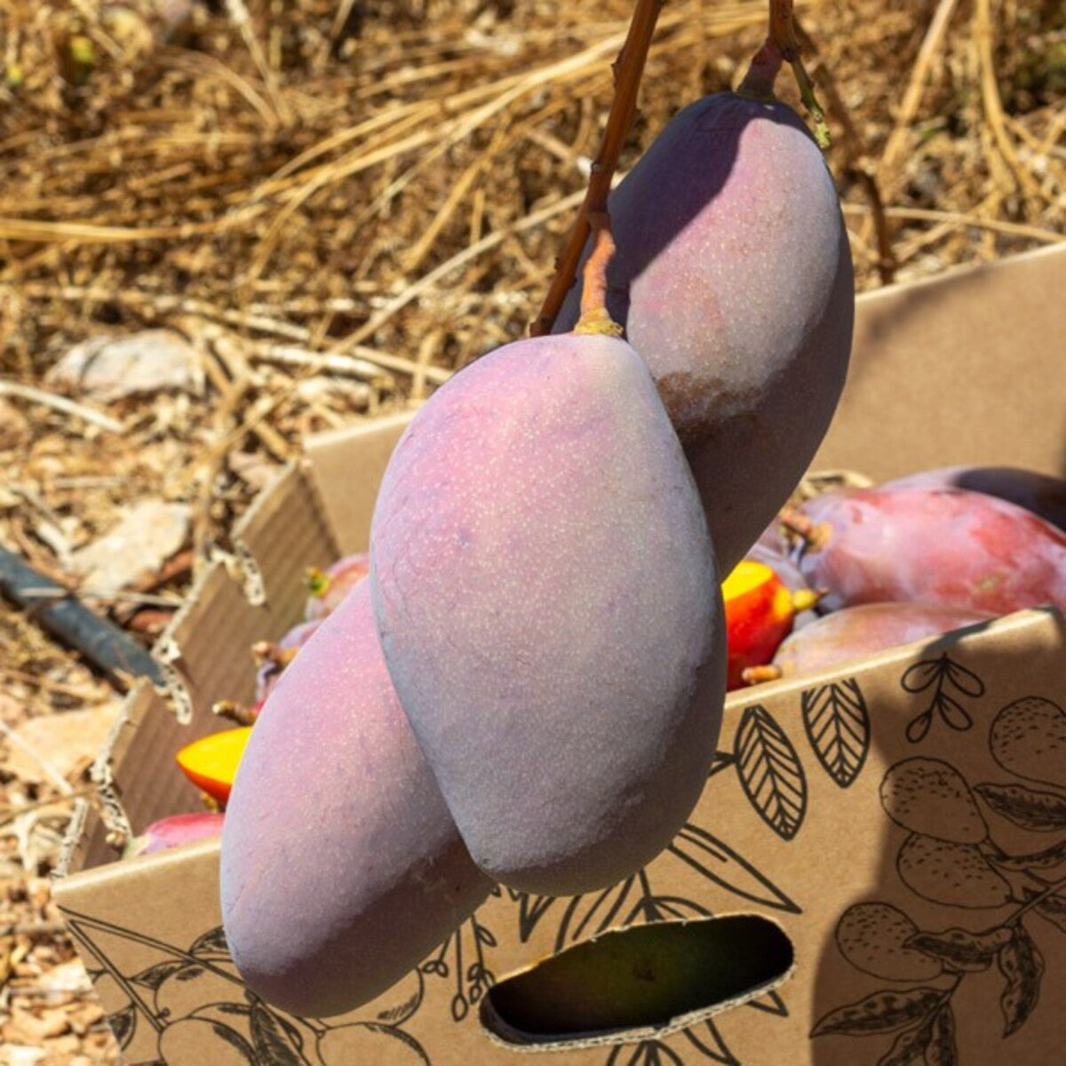 Mangos Ecológico Osteen Caja De 2kg