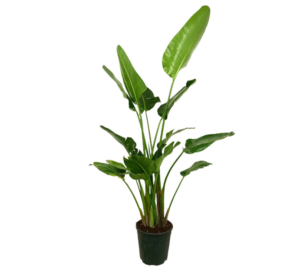 Strelitzia Augusta 3p M28 180-190cm_0