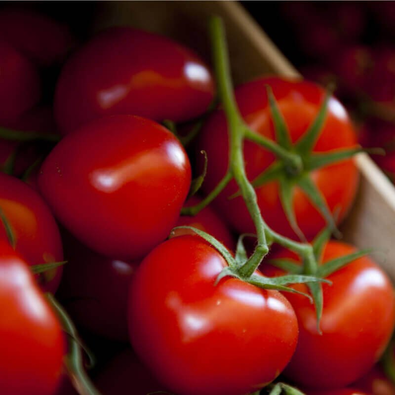 Semillas De Tomate Moneymaker Ecológico