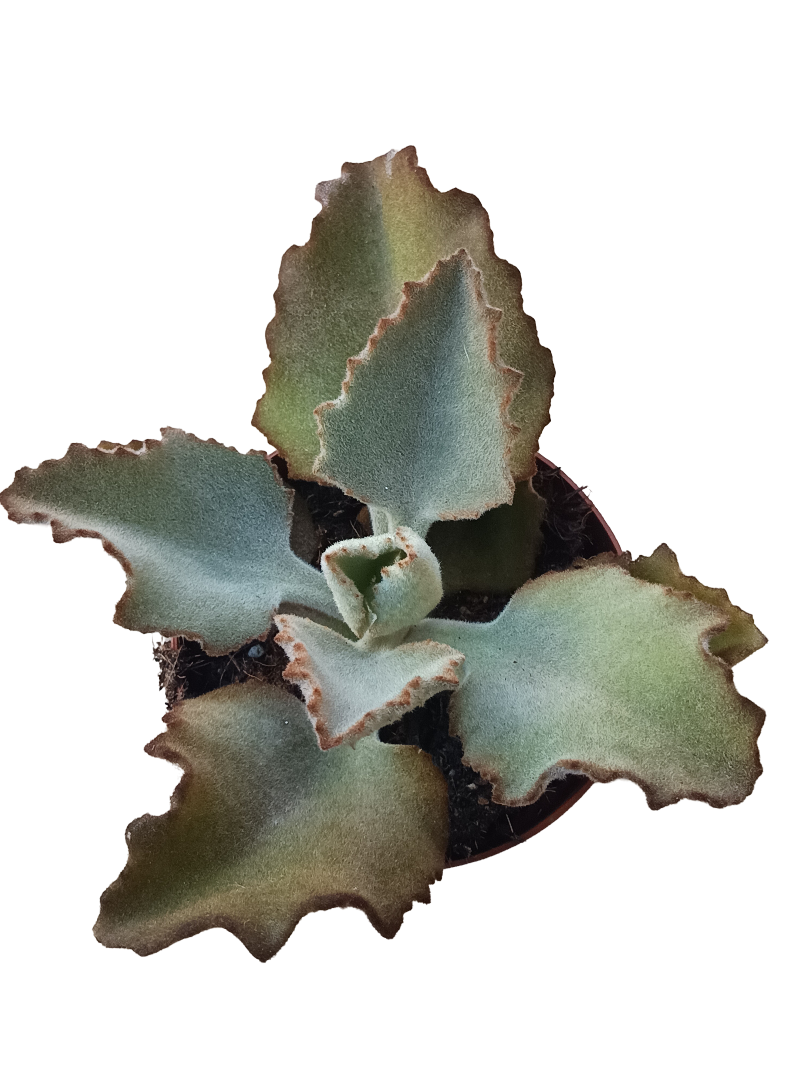 Kalanchoe Beharensis Fang Planta Suculenta Ø13