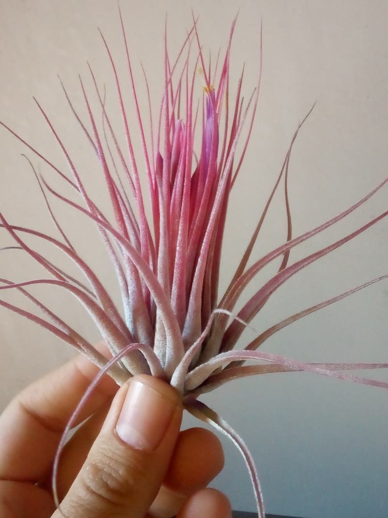 Tillandsia Scaposa Clavel Del Aire Tillandsias_0