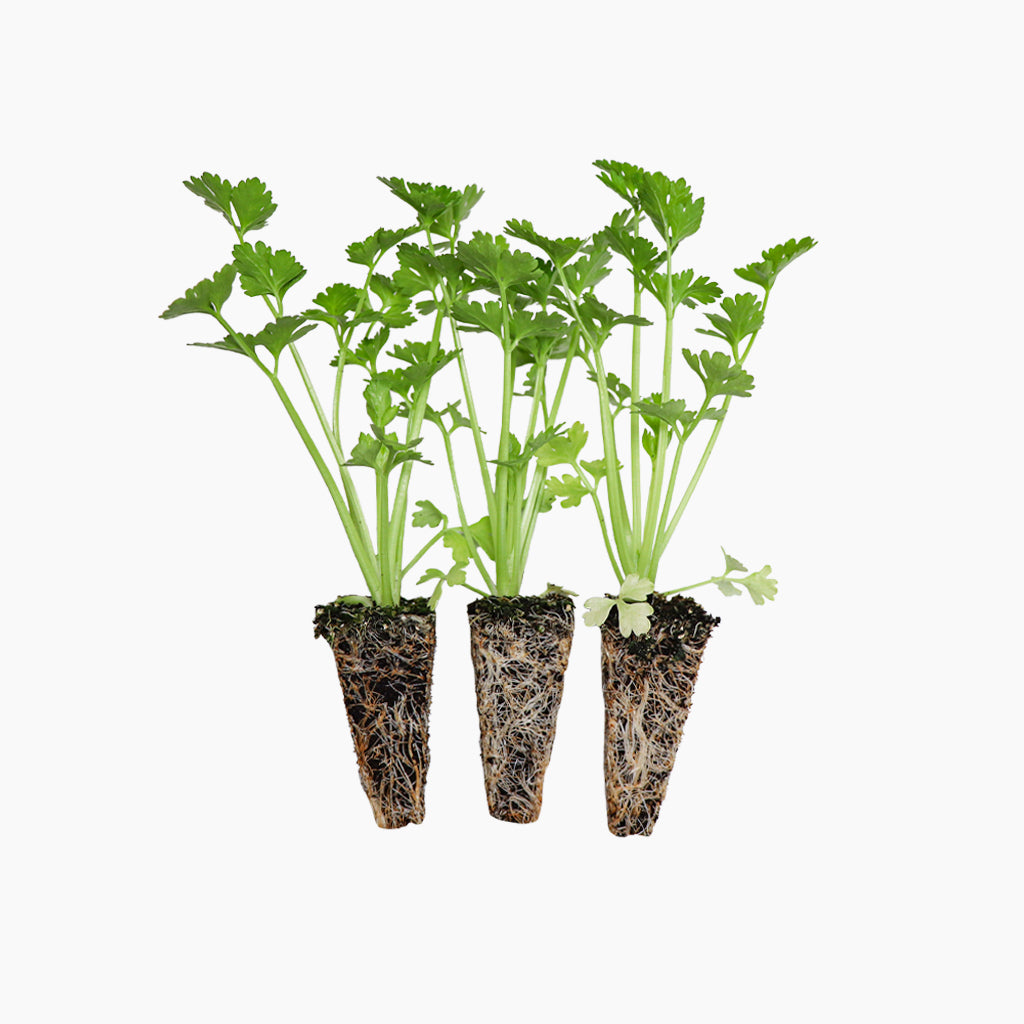 Plantón Apio - PlantaBo