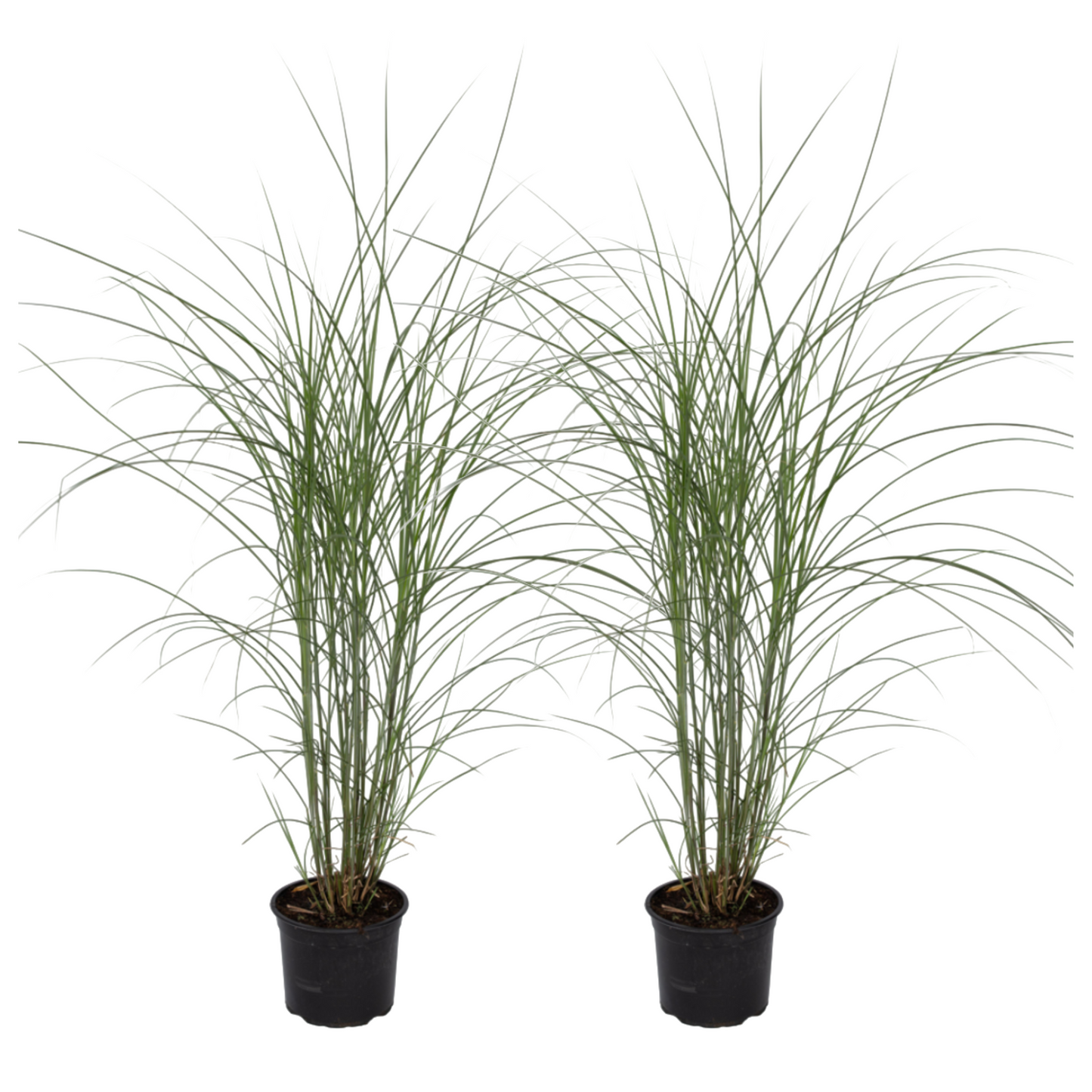 Eulalia - 2 Pzs - Miscanthus 'kleine Silberspinne' - Altura 20-30cm - ⌀23cm