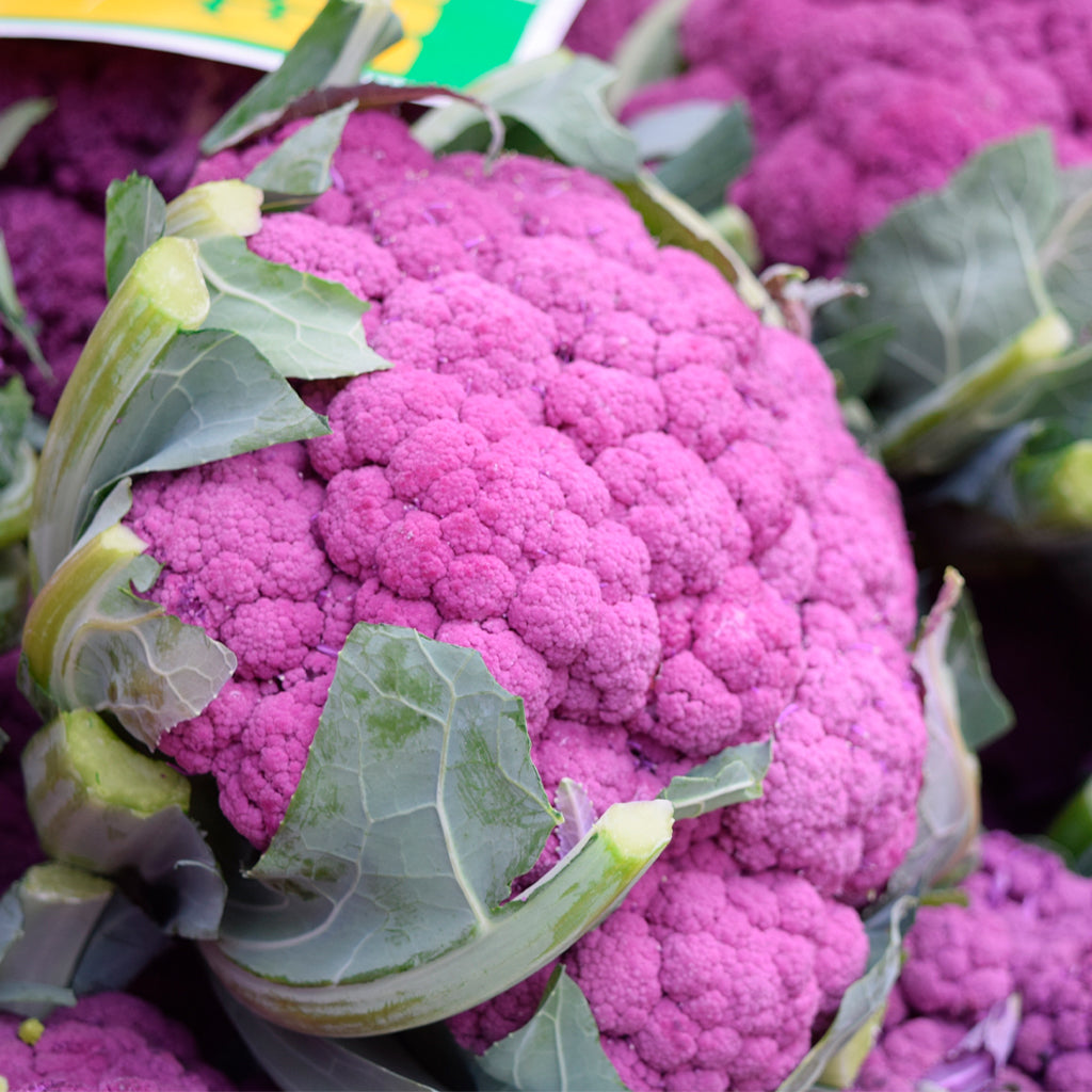 Plantón Coliflor Morada - PlantabBo