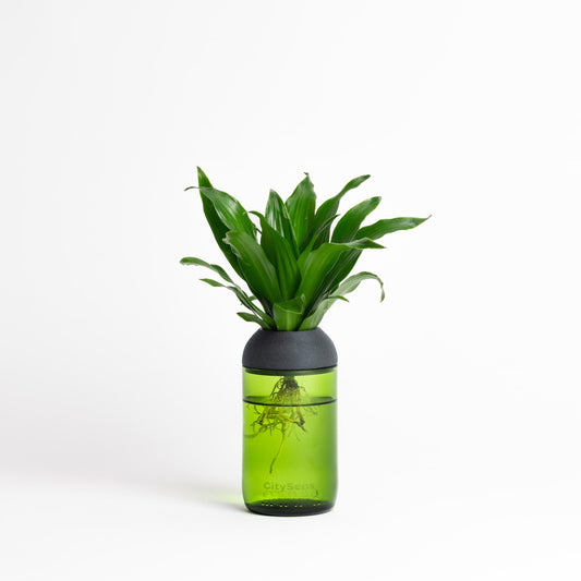 Macetero Transparente Citysens Con Soporte De Ébano – Verde, Vidrio Reutilizado Y Biofilamento Con Madera Impreso En 3d