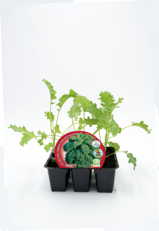 Pack Plantones Col Kale 6 Ud. Natural - Fitoralia