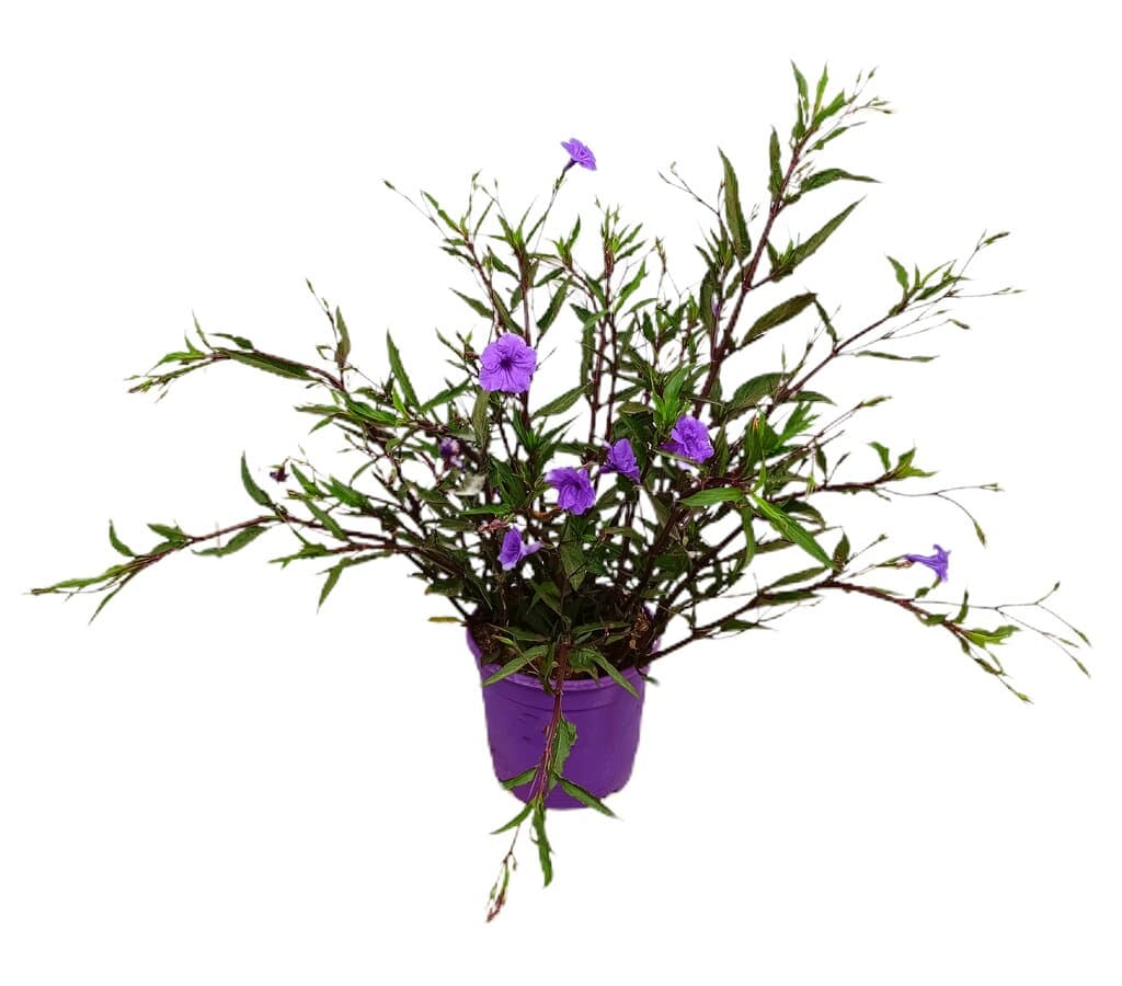 Ruellia Dipteracanthus M22 50cm_1