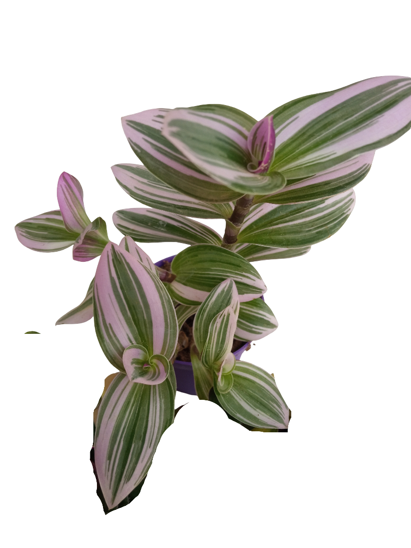 Tradescantia Nanouk Ø7 Planta De Interior Colgante
