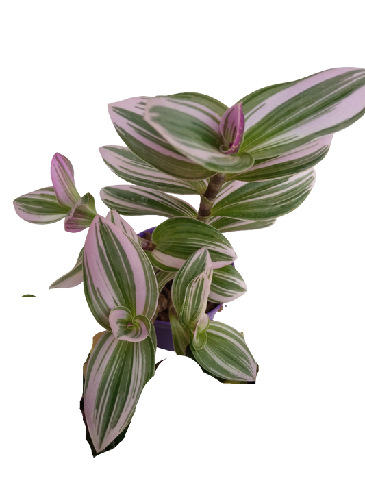 Tradescantia Nanouk Ø7 Planta De Interior Colgante