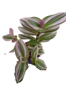 Tradescantia Nanouk Ø7 Planta De Interior Colgante