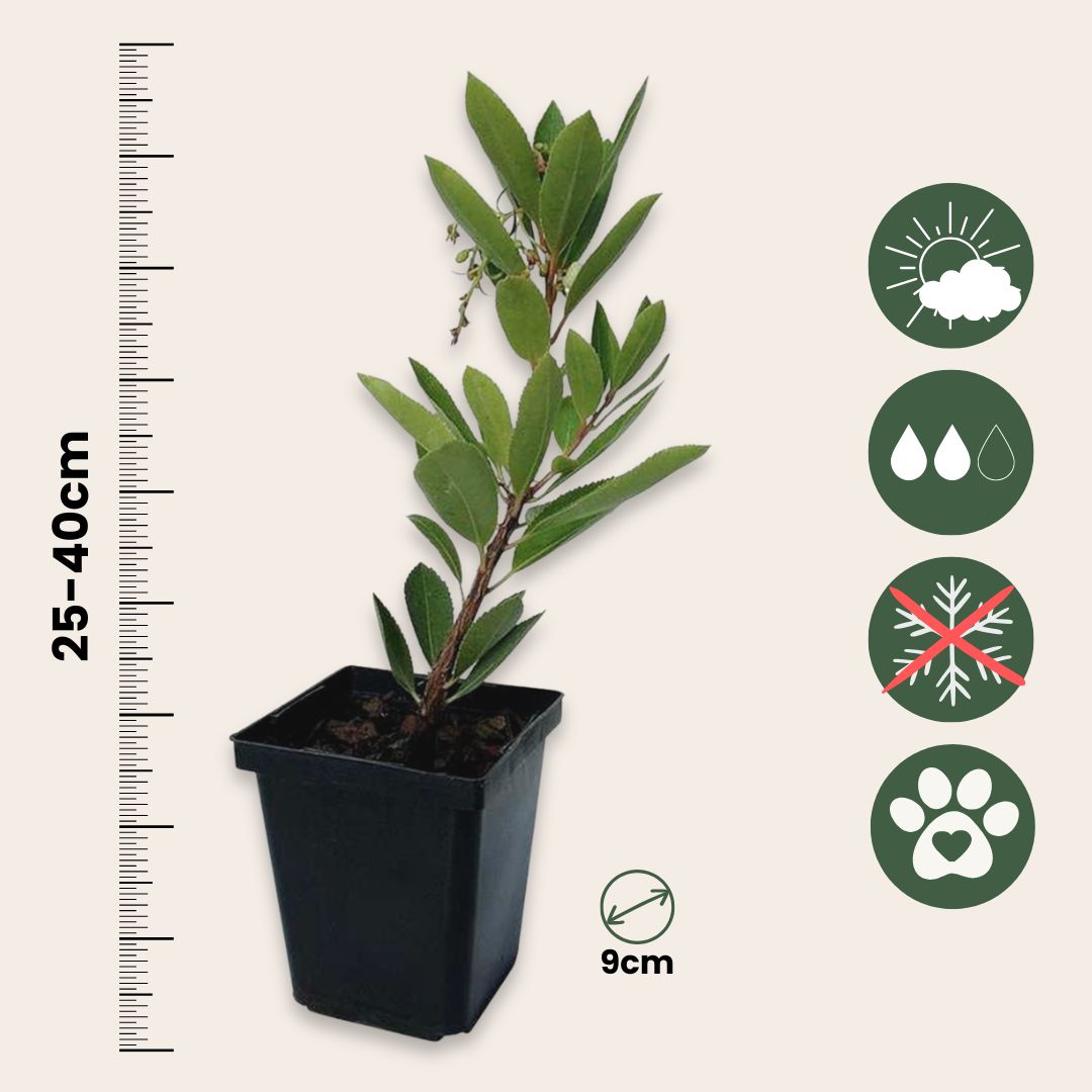 Madroño - 6 Pzs - Arbutus 'unedo' - Altura 25-40cm - ⌀9cm