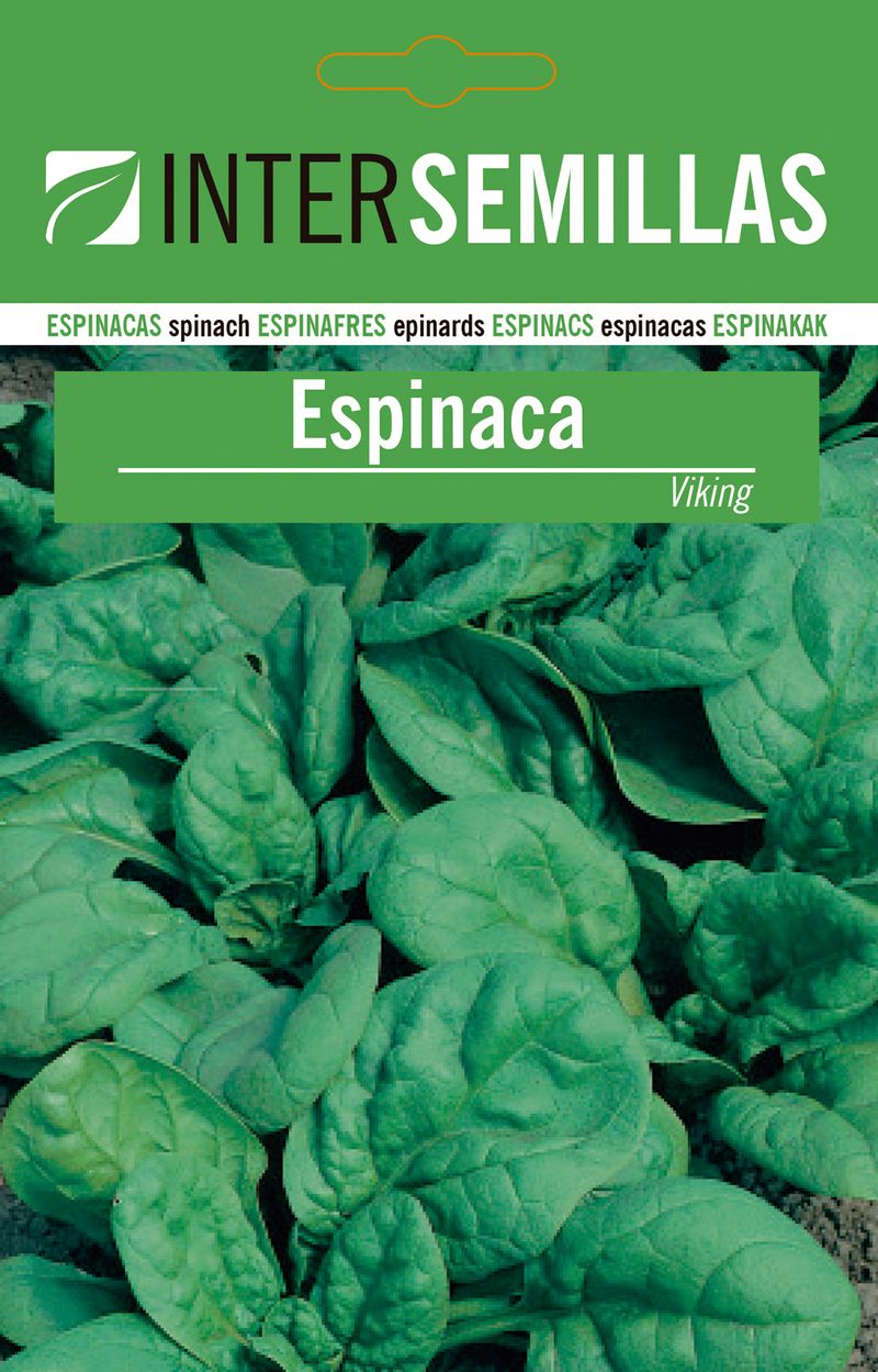 Sobre De Semillas Espinaca Viking