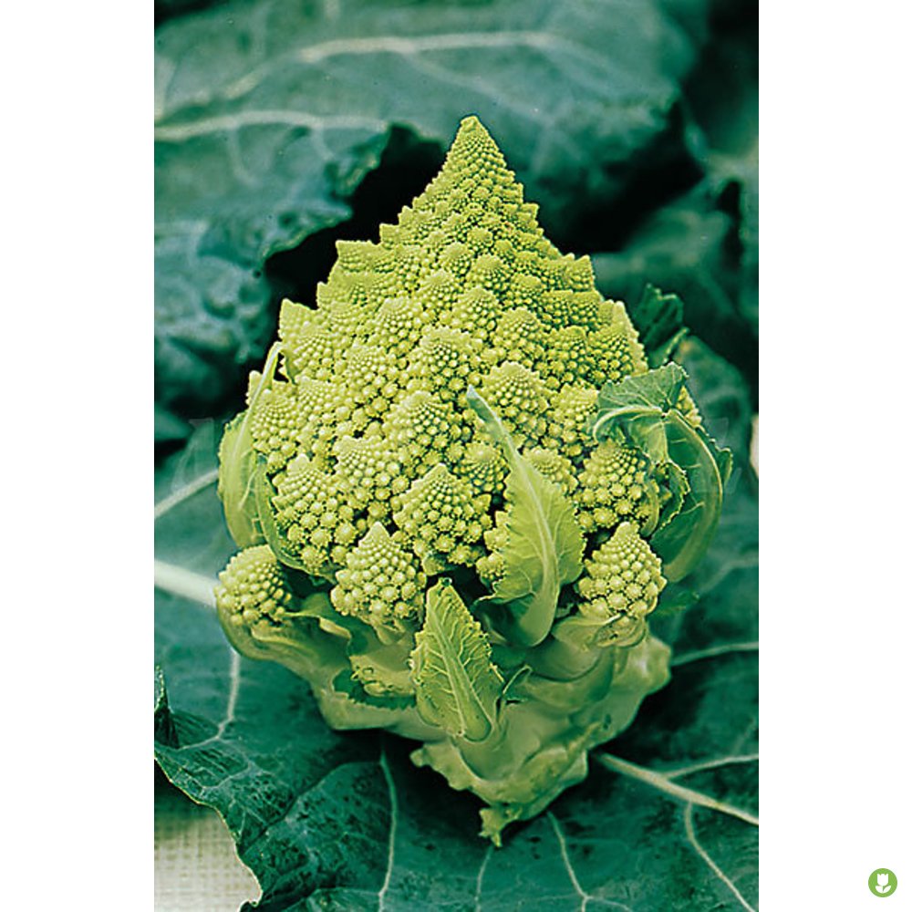 Semillas Brócoli Verde Calabrese_0