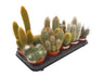 Pack Cactus Variado M11 (10 Unidades)