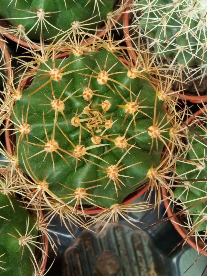 Suculentas Y Cactus Variedad #26 Planta Sin Id_0