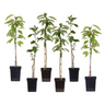 Manzano - 6 Pzs - Malus - Altura 60-70cm - ⌀9cm