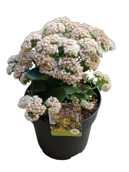 Sedum Telephium Rose Charm Planta Suculenta Ø17