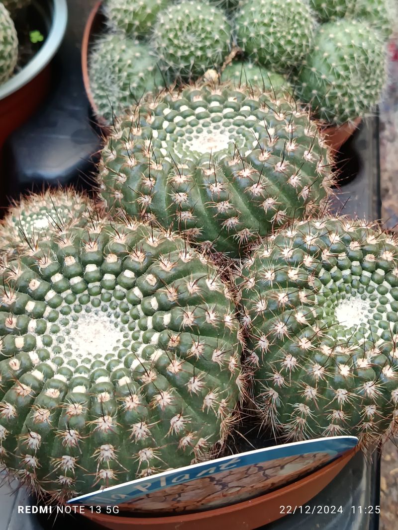 Cactus Y Suculenta Planta Grande Ø13 ☼ Ref024_0