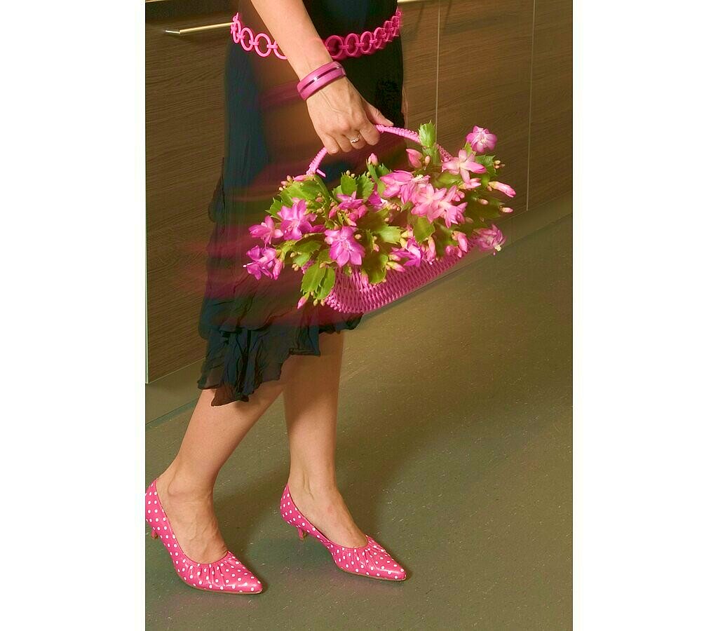 Schlumbergia M13 25cm (cactus De Navidad)