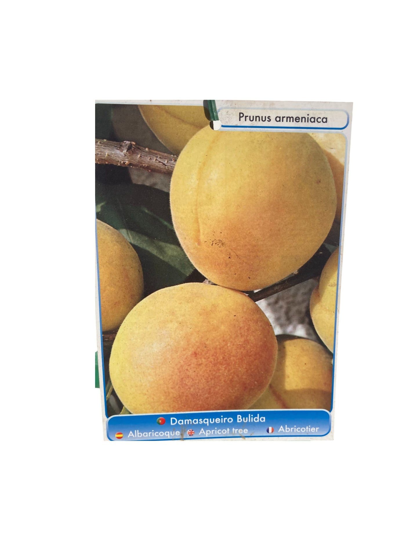 Frutal Albaricoque Bulida Cepellón 140 CM_1