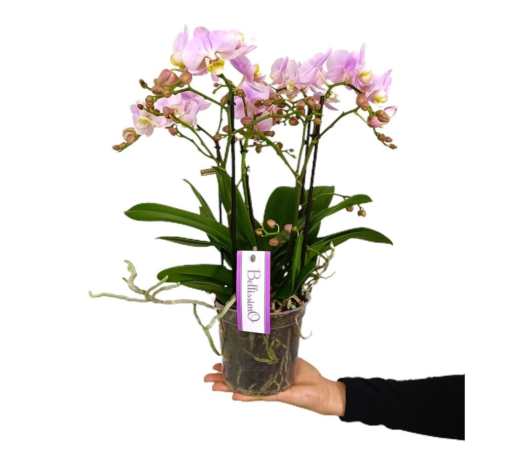 Orquídea Phalaenopsis Bellissimo Adora M15_0