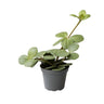Planta Peperomia Hope De Interior Mini Ø5 Cm