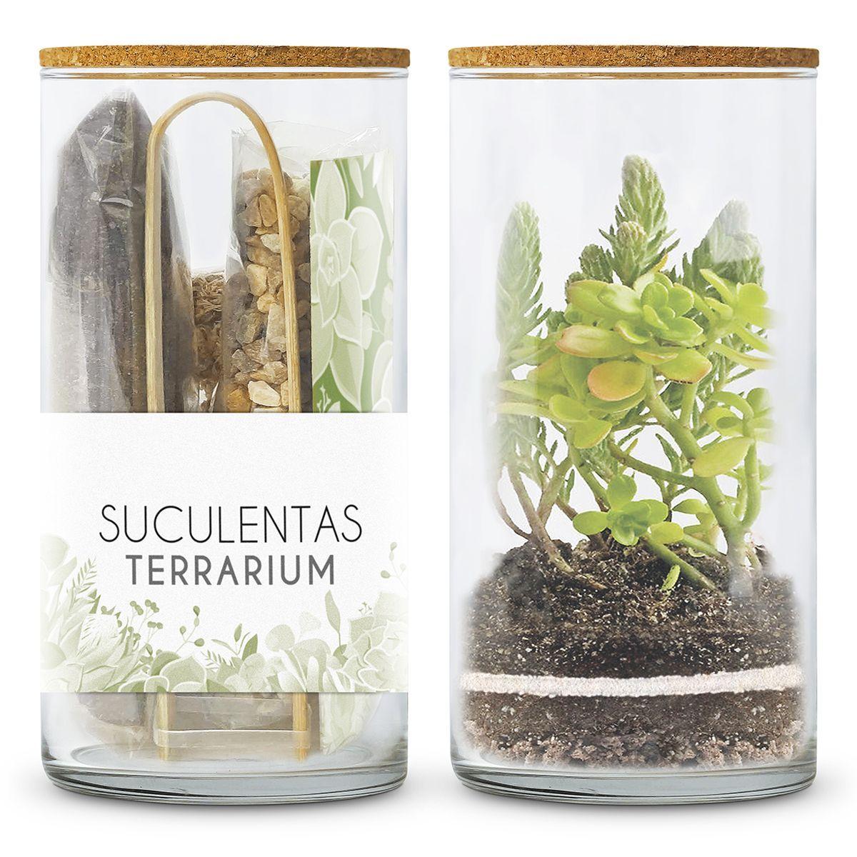 Kit Terrarium Suculentas