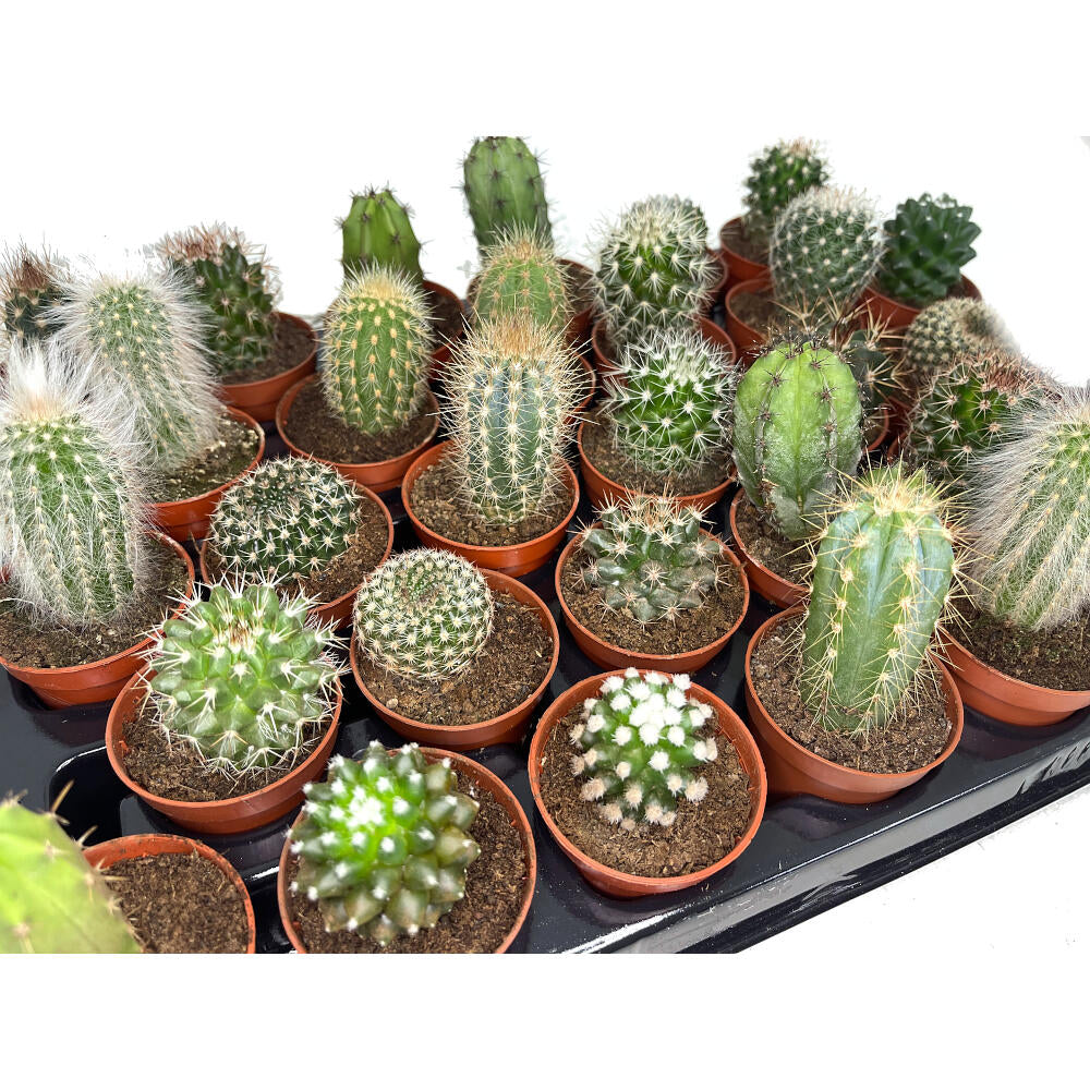 Pack 24 Cactus Variado M5