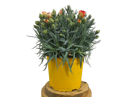 Clavel Chino M13 50cm