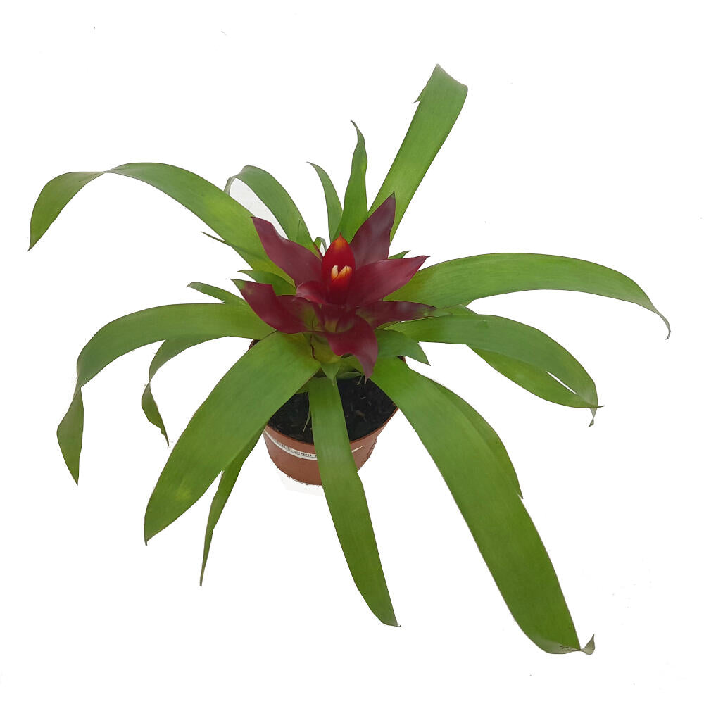 Guzmania Variada M9 20cm_3