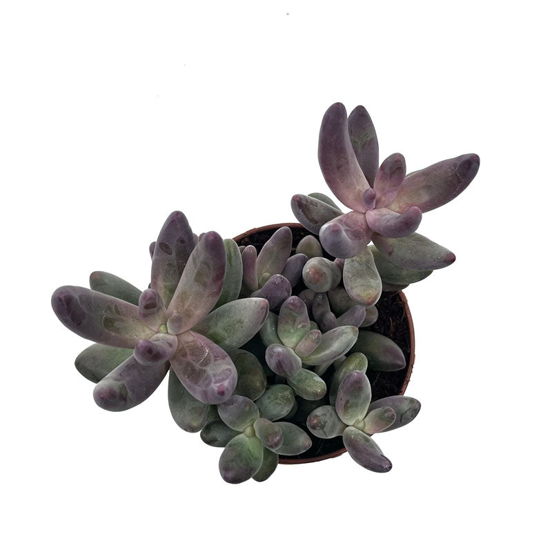 Pachysedum Ganzhou Cactus Y Suculentas
